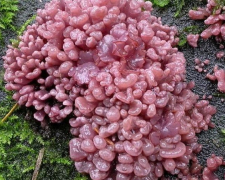 В урочищі під Запоріжжям ростуть незвичайні гриби, схожі на м&#039;ясний фарш - фото