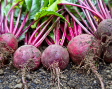 Буряк, ілюстративне фото