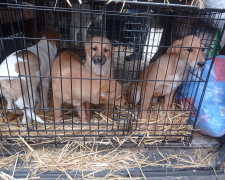 Евакуація тварин з села Таврійське на Запоріжжі. Фото: Олена Пилова