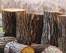 У Запорізькій області працівники лісництва незаконно вирубували дерева