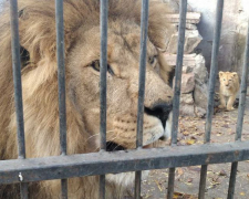 Як живе зоопарк у Василівці, відомий незвичайним рекордом - фото