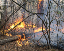 У Запоріжжі загасили дводенну пожежу у плавневій зоні Дніпра - відео 