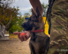 Як під час війни працюють запорізькі кінологи та службові собаки, фото: ЗОДА