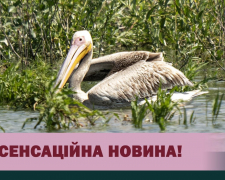 На Хортиці помітили червонокнижного рожевого пелікана, фото: Національний заповідник Хортиця