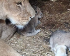 Через вибухи у левиці у зоопарку Запорізької області пропало молоко - левенятам потрібен особливий корм