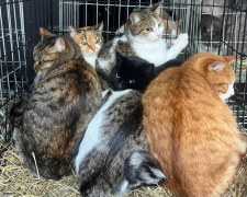 Тварини родини актора Євгена Козьмика