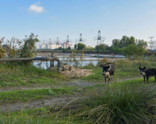 Росіяни знищують рідкісних тварин біля Запорізької АЕС - фото, відео