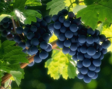 Коли можна садити виноград, аби він дав добрий врожай, фото: ілюстративне