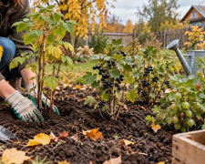 Посадка ягідних кущів із закритою кореневою системою у другій половині жовтня. Фото ілюстративне. 