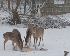 Турбота в морози: як Поліція охорони допомагала диким тваринам пережити холоди (відео)