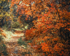 Запорізький фотохудожник зняв яскраву осінь на Хортиці - фото