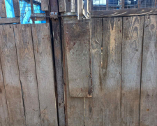 Загинув пес, вольєри зруйновані: під час нічного обстрілу Запоріжжя вчергове постраждав притулок для тварин 