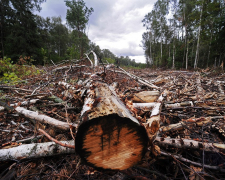 У Запорізькій області викрили «чорних лісорубів» - чоловіки спиляли близько 5,5 кубометрів деревини