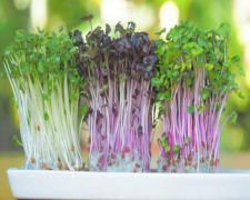 Зелень цілий рік: як вирощувати мікрогрін вдома