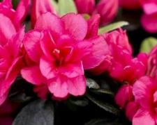 У запорізькому ботанічному саду цвітуть яскраві квіти - відео