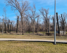 Дивна обрізка дерев у запорізькому центральному парку: у міськраді дали відповідь