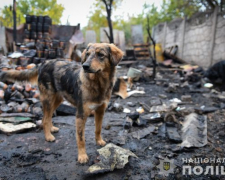 У поліції повідомили причину жахливої пожежі притулку під Запоріжжям, під час якої загинули тварини - фото