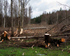 Браконьєри орудували у Запорізькому районі – екологи виявили вирубку (фото)