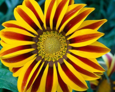 У запорізькому ботанічному саду цвітуть квіти, які називають полудневим золотом - фото