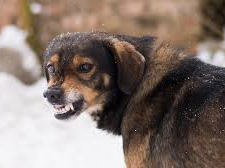 В окупованому місті Запорізької області безпритульні собаки нападають на людей