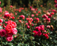Для пишного цвітіння: як підживлювати троянди восени