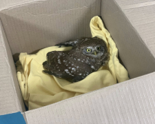 Сичик під колесами: у Запоріжжі військовий врятував дикого птаха (фото)