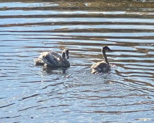 Лебеді оселилися у Дубовому гаю – у Запоріжжі у водойму випустили двох нових пернатих мешканців (фото, відео)