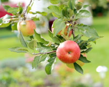 Від хвороб і шкідників: чим обробляти яблуні восени