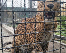 У зоопарку Запорізької області з&#039;явилися два маленькі леопарди