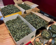 Заробляв мільйони: у Запоріжжі пенсіонер вирощував "елітний канабіс" (фото)