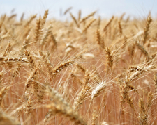 Посадовці Запорізької ОДА незаконно вилучили у власника понад сто тонн пшениці - подробиці