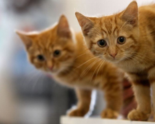 У Запоріжжі будують домівку для котиків, що лишилися без господарів - відео