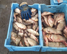 На запорізьких ринках продають рибу невідомого походження - фото
