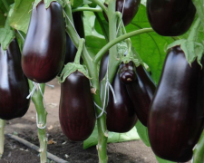 Баклажани, ілюстративне фото