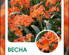 Клівія в запорізькому ботсаду 