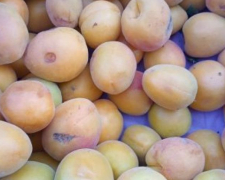 Скільки у Запоріжжі коштують перші абрикоси