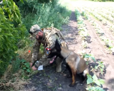 Повноцінний член команди: на передовій в Запорізькій області служить бельгійська вівчарка (відео)