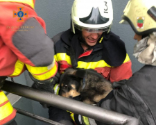 У Запоріжжі врятували собаку, який провалився в незвичайне місце - фото
