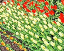 Як квітнуть чарівні весняні рослини у запорізькому ботсаду