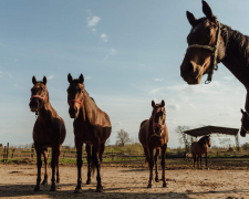 Фронт поруч - із Запорізького району евакуюють унікальних коней (відео)