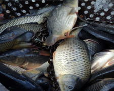 Продавав рибу без документів біля ринку – у Запоріжжі знайшли порушника