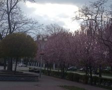 Весна у Запоріжжі, фото Світлани Олійник
