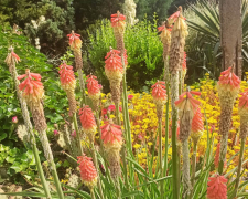 Заборонена для відвідувань краса: сад Запоріжжя вразив незвичним літнім цвітінням - нові фото