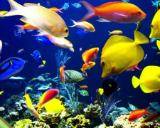 Среди посетителей запорожской выставки разыграют аквариум