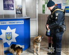 Люті морози у Запоріжжі: як врятувати безпритульних тварин (фото, відео)