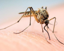 Сезон комарів – як зробити відлякувач комах з двох інгредієнтів