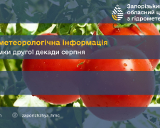 Висушує поля і загрожує врожаю - як серпнева спека вплинула на рослини на Запоріжжі