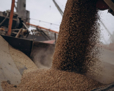 Продають вдвічі дешевше - бердянських фермерів змушують продавати зерно за заниженими цінами