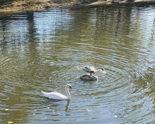 Трагедія в &quot;Дубовому гаю&quot; - у запорізькому парку собака загриз лебедя (фото)