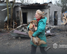Внаслідок атаки БпЛА був зруйнований притулок «Дай лапу, друже» - волонтери просять про допомогу (фото)